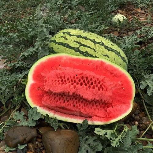 有瓜吃的感觉,共享甜蜜时刻