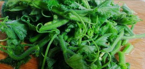 吃瓜叶的青虫,揭秘自然界的奇妙食性