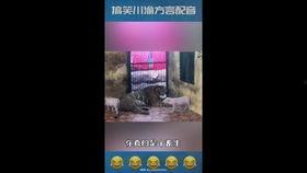 各类网红短视频平台,网红平台的多彩生态解析