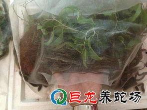 养蛇网红,揭秘养蛇达人的魅力人生