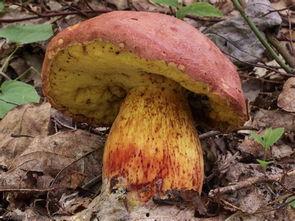 野蘑菇网红,大自然的馈赠与美食界的宠儿