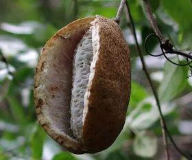 梦见吃八月瓜,揭秘八月瓜的神秘诱惑