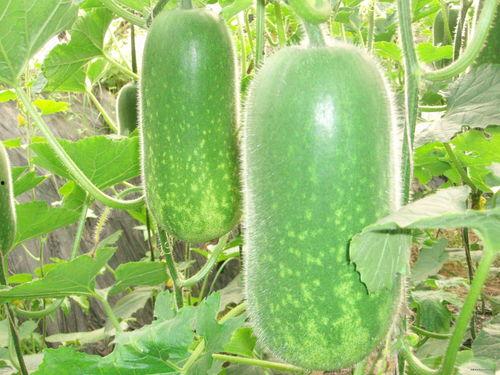 埋头吃瓜照片高清,品味生活瞬间