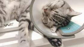 吃瓜猫猫剧场,揭秘娱乐圈幕后故事