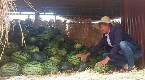 吃瓜群众大哭的视频,吃瓜群众目睹惊人一幕，视频引发全网共鸣