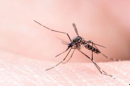 带你吃瓜野生蚊子,带你领略“吃瓜”野生蚊子的独特魅力