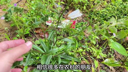 西安周至网红草,绿意盎然，西安新晋打卡圣地