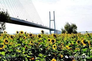 荆州今日头条拍花