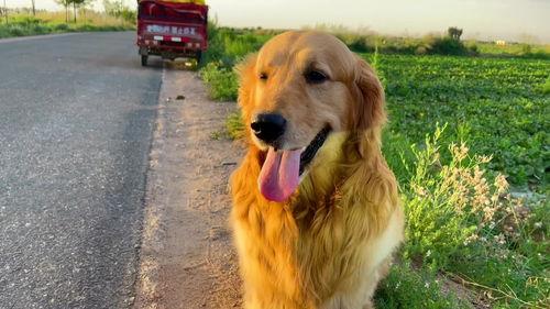 小狗可以吃蜜瓜干么,宠物饮食指南