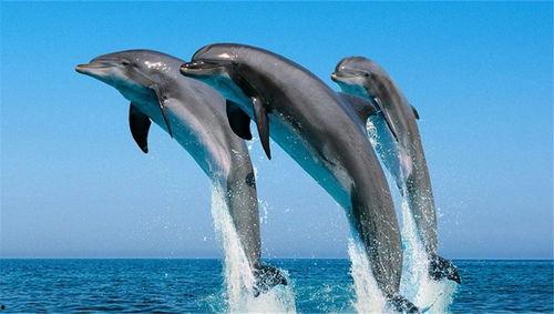 男子侵犯海豚吃瓜,吃瓜群众热议海洋生态保护